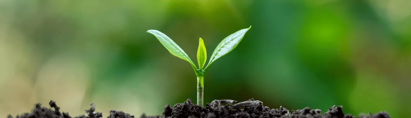 Un bourgeon sortant de la terre